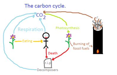 easy carbon cycle diagram